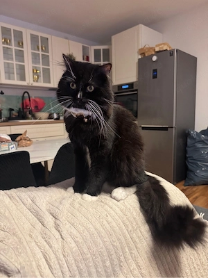 katze zum verkaufen 