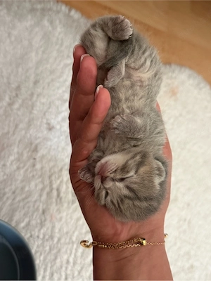 britisch kurzhaar katze 