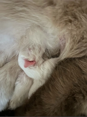 Reinrassige Siamkatze Katzenbabys Siam