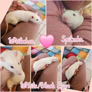 Baby Ratten Weibchen absolut Wesensfest, sehr kinderlieb und verschmust 