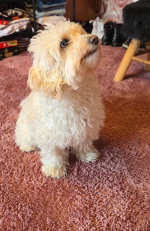  Maltipoo welpen wie pudel,havapoo,cockapoo Bild 5