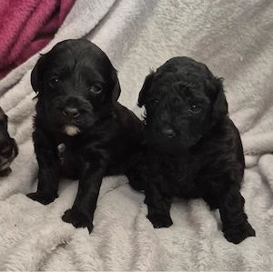  Maltipoo welpen wie pudel,havapoo,cockapoo Bild 2