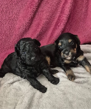  Maltipoo welpen wie pudel,havapoo,cockapoo Bild 3