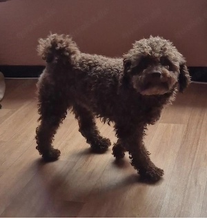  Maltipoo welpen wie pudel,havapoo,cockapoo Bild 4