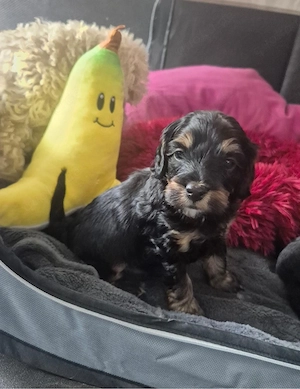  Maltipoo welpen wie pudel,havapoo,cockapoo