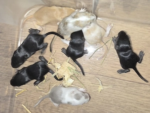 süsse rennmausbabys suchen dich 