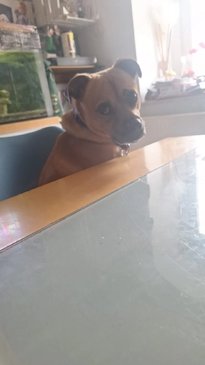 hund zu verkaufen 