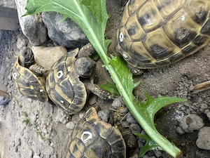  6-jährige griechische Landschildkröten abzugeben - nur noch wenige Nachzuchten aus 2020