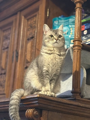 Zuhause gesucht für wundervolle BKH Mädchen 