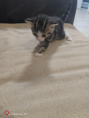 1 süßr kater sucht mitte juni Julie ein neues Zuhause 