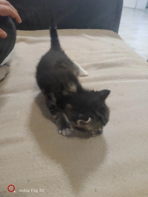 4 süße katzen suchen mitte juni Julie ein neues Zuhause 