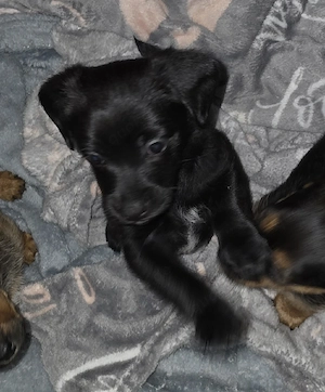 Dackel Jack Russel 