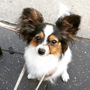 Papillon Hündin