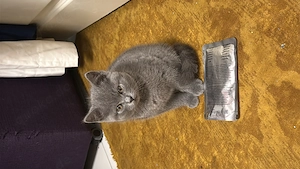 BKH Kitten