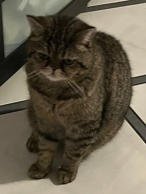 ein 3.5 Jahrige Kater