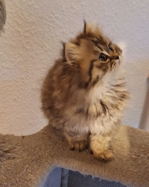 Ein bezauberndes Perser Baby 