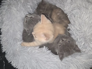 Britisch Kurzhaar Kitten suchen ein zu Hause 