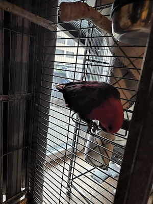 Wunderschöne weibliche Edelpapagei (Eclectus) zu verkaufen