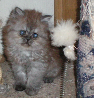 Reinrassige Perserkitten Perserbabys Perserkätzchen,