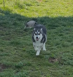 Pomsky-Hündin 5 Monate