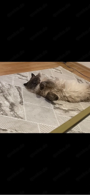 Liebevolles Katzenpärchen abzugeben (Birma Maine Coon Mix)
