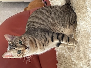 Sehr lieber Junger Kater