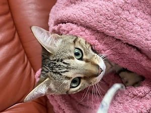 Sehr lieber Junger Kater Bild 2