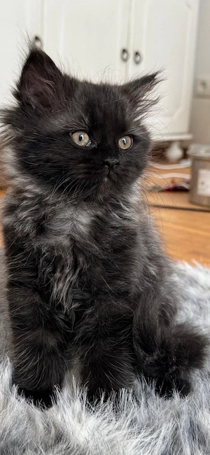 Edel mix kitte