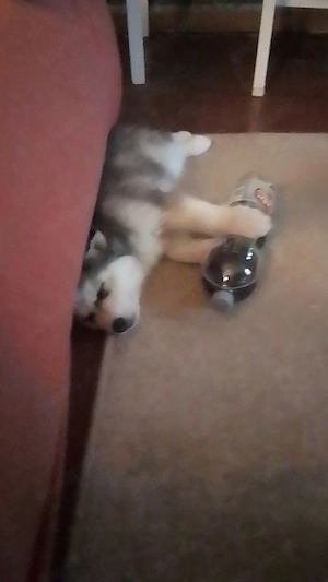 Husky Mädchen 9 Wochen 