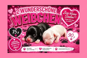 Chihuahua Welpen , reinrassig , 2 Mädchen 