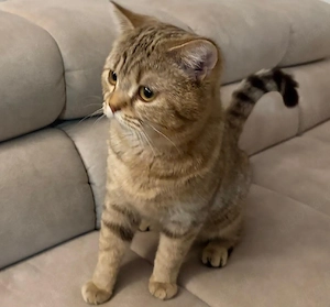 BKH Kater in Black Golden Ticked 