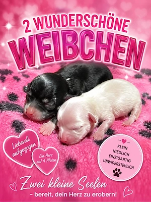Chihuahua Welpen , reinrassig , 2 Mädchen 