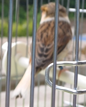 kanarienvogel gloster Weibchen 