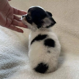 Chihuahua-Welpen