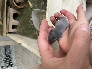 Degu Babys Nager Degus 