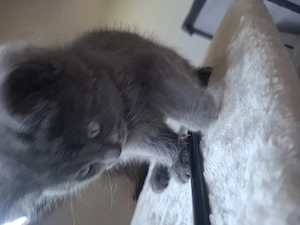 Bkh blauer Kater ( Kitten) 