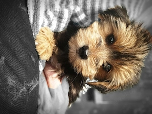 Yorkshire Terrier Welpen 