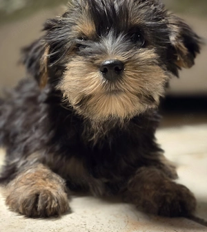 Yorkshire Terrier Welpen  Bild 4