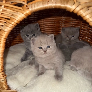 BKH Kitten suchen ein Zuhause (mit hervorragenden Stammbaum