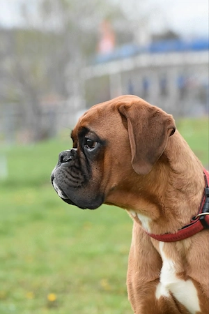 Deutscher Boxerjunge