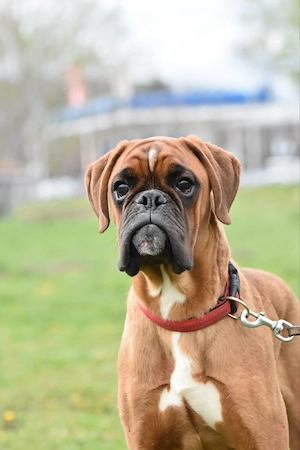 Deutscher Boxerjunge