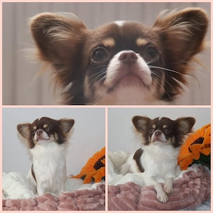 2 kleine Typvolle Chihuahua Langhaar Hündinnen mit Ahnentafel  Bild 12