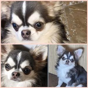 2 kleine Typvolle Chihuahua Langhaar Hündinnen mit Ahnentafel  Bild 11
