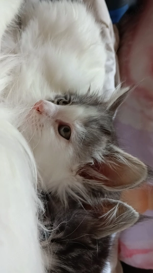 Maincoon kitten in 2 wochen abgabebereit