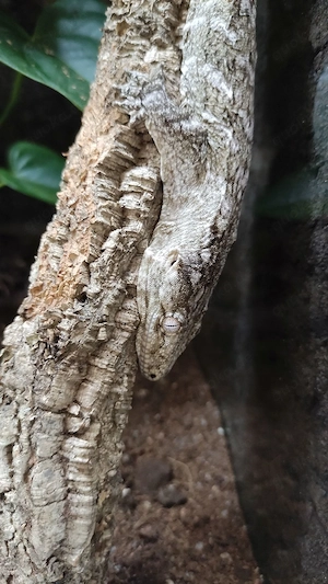 0.1 Rhacodactylus leachianus GT "Friedel line"