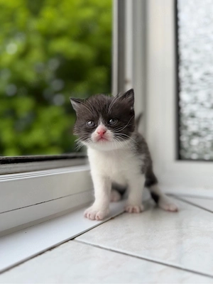 Britisch Kurzhaar Kitten (BKH) in liebevolle Hände abzugeben Bild 3