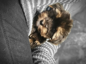 Yorkshire Terrier Welpen  Bild 6