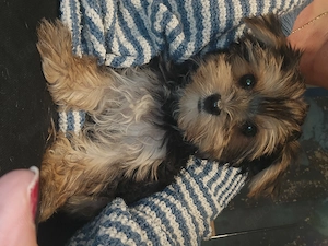 Yorkshire Terrier Welpen  Bild 2