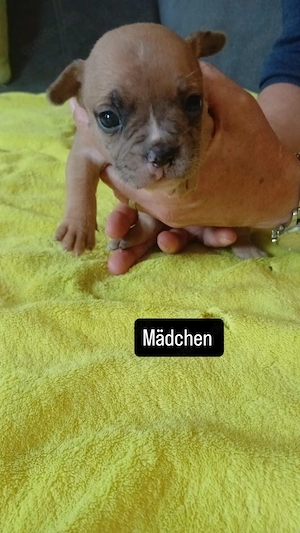 Hundewelpen zu verkaufen 