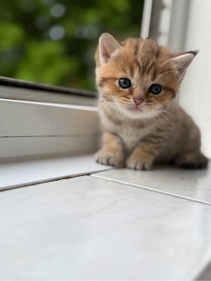 Britisch Kurzhaar Kitten (BKH) in liebevolle Hände abzugeben Bild 2